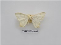 藏品(尺蛾322)的圖片